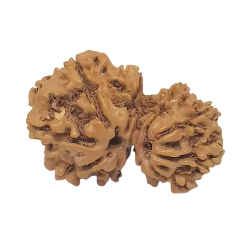 Garbh Gauri Nepali Rudraksha